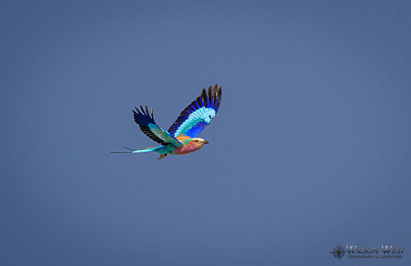 Lilac-breasted Roller