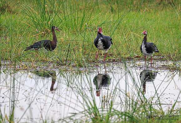 Spur-winged Goose