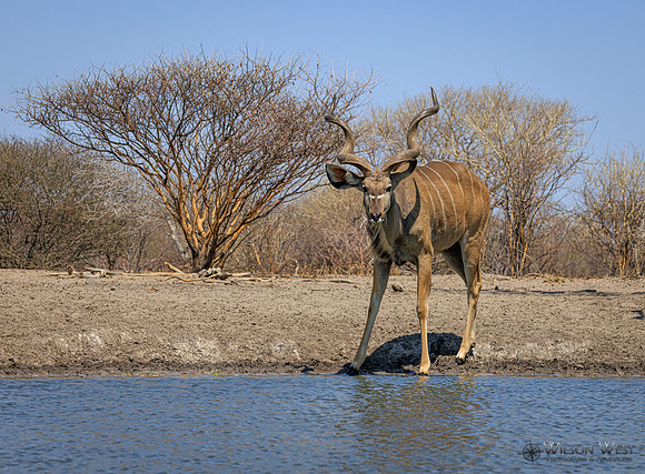Greater Kudu
