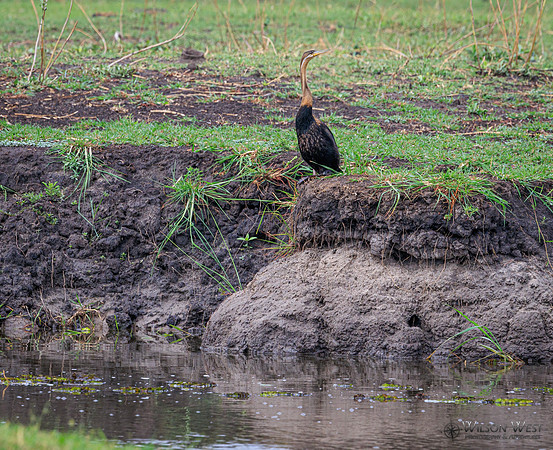 African Darter