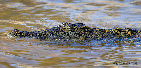 Crocodile