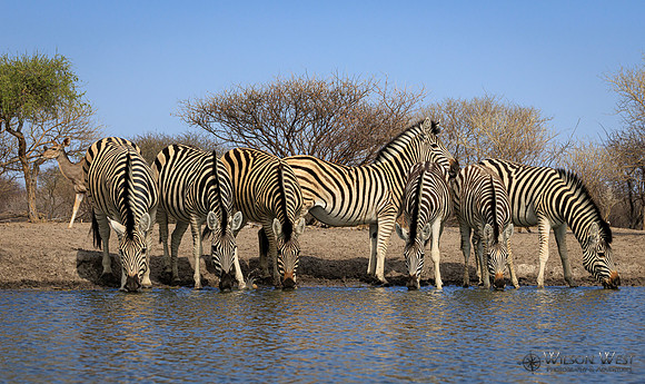 Burchell's Zebra