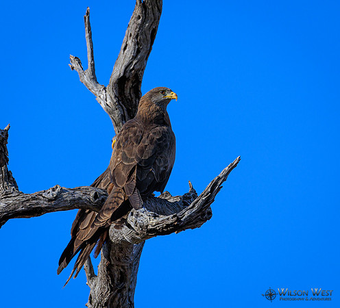 Black Kite