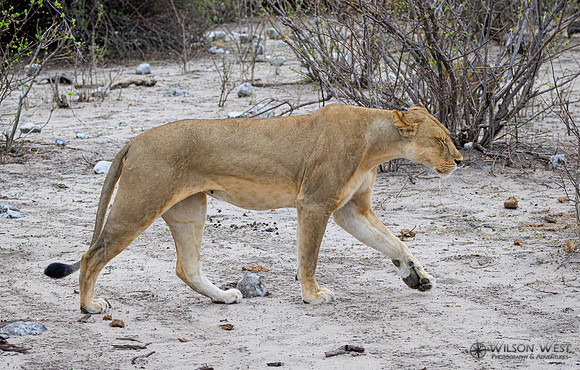 Lion