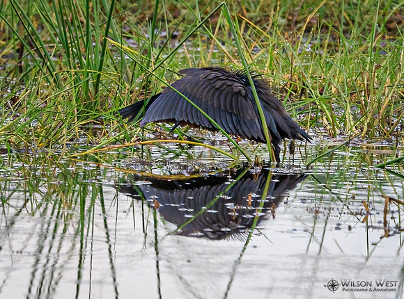 Black Heron