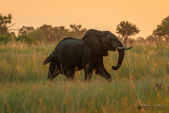 Elephant