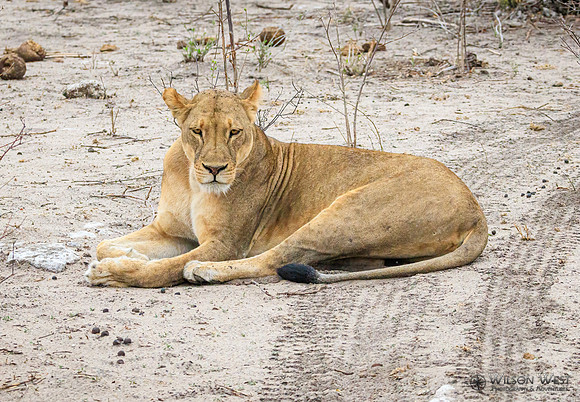 Lion