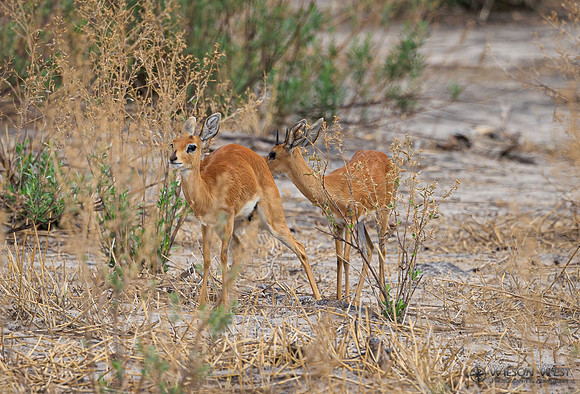Steenbok