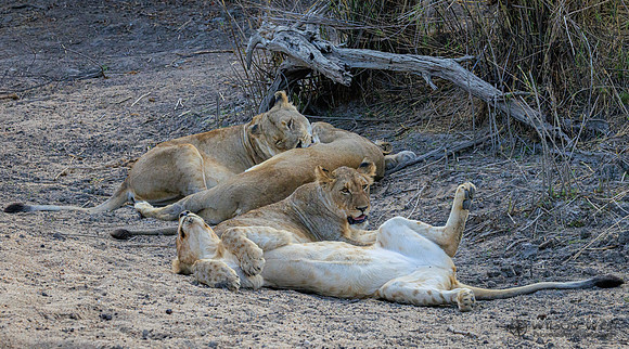 Lion
