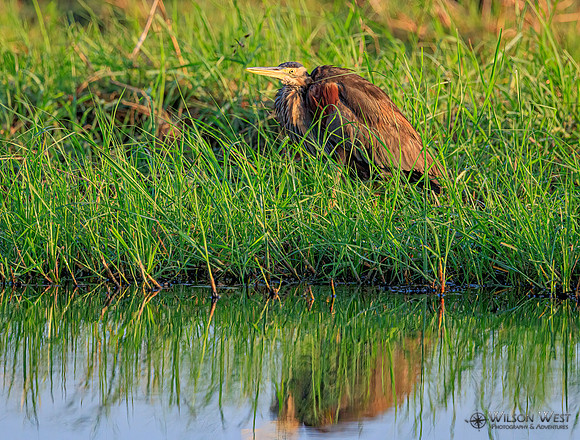 Purple Heron
