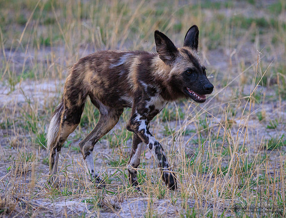 African Wild Dog