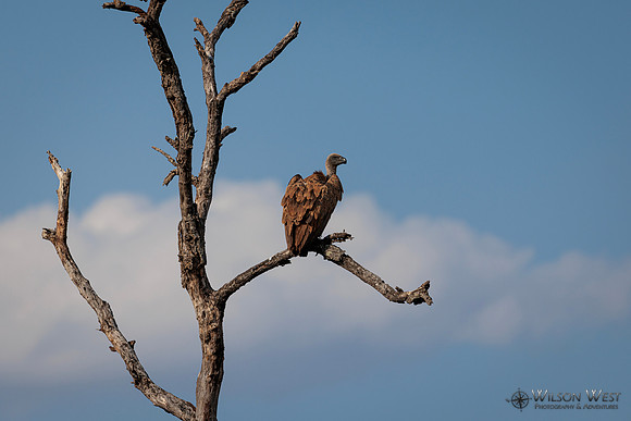 White-backed Vulture