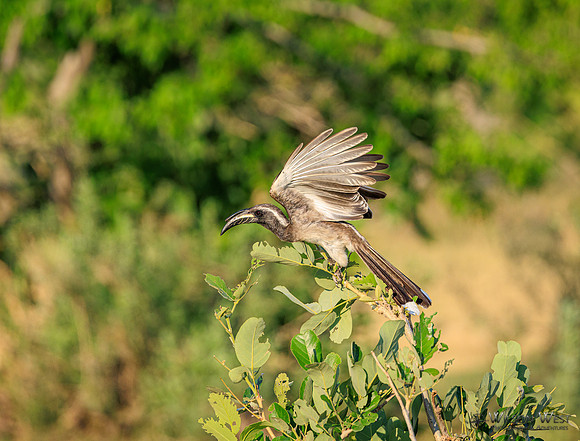 Gray Hornbill