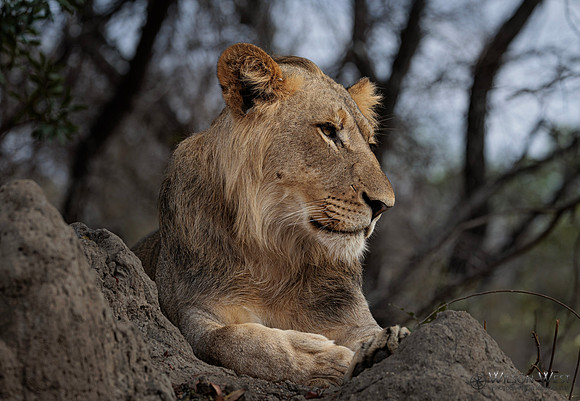 Lion