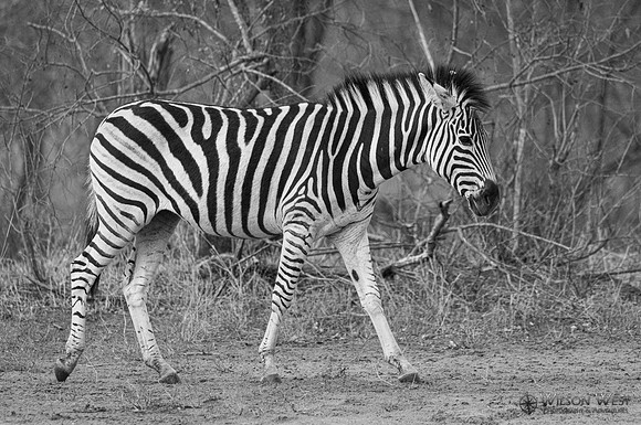 Burchell's Zebra