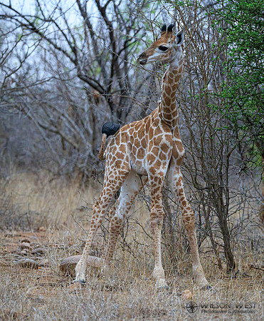 Giraffe
