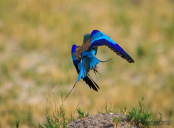 Lilac-breasted Roller