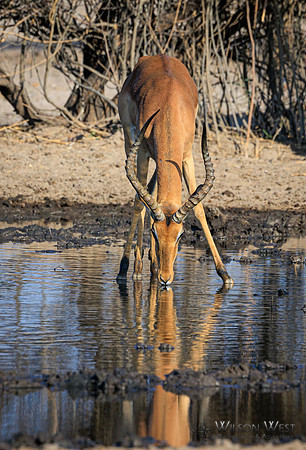 Impala