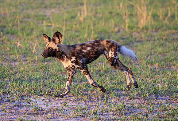 African Wild Dog