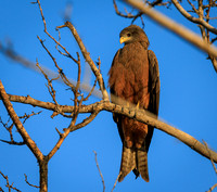 Black Kite