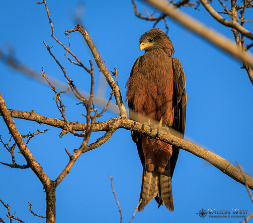 Black Kite