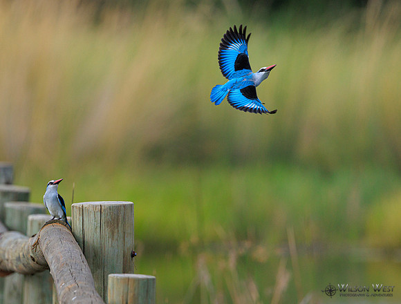 Woodland Kingfisher