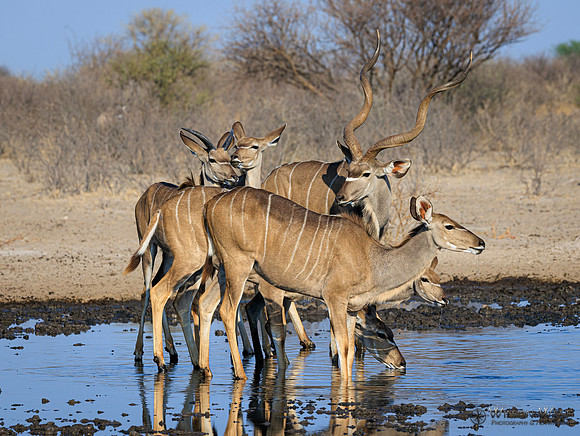 Greater Kudu