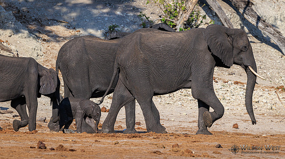 Elephant
