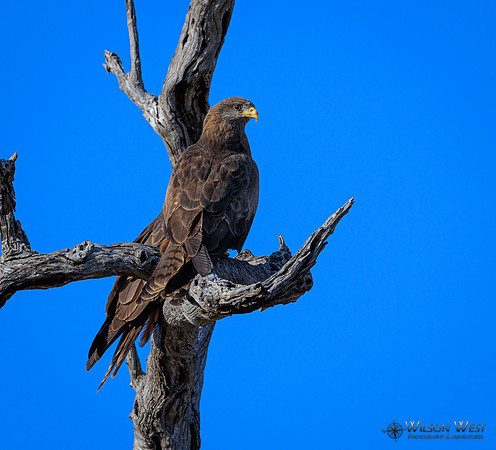 Black Kite
