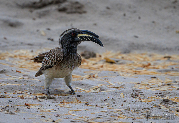 Gray Hornbill
