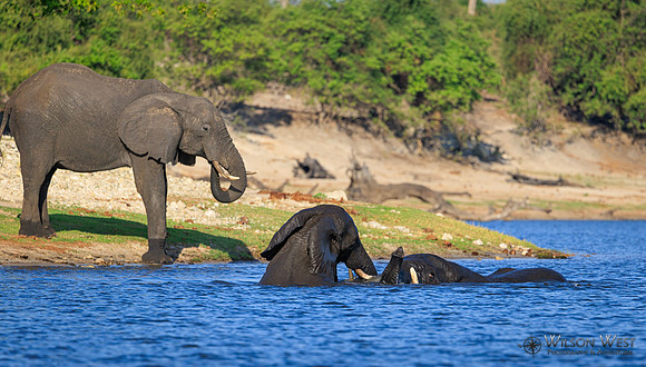 Elephant