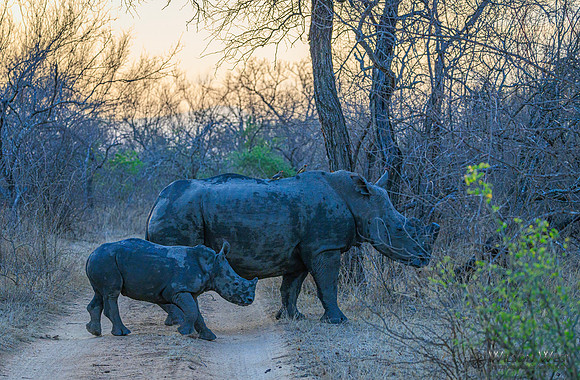White Rhinoceros