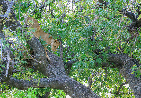 Lion