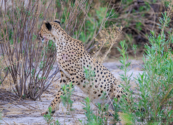 Cheetah