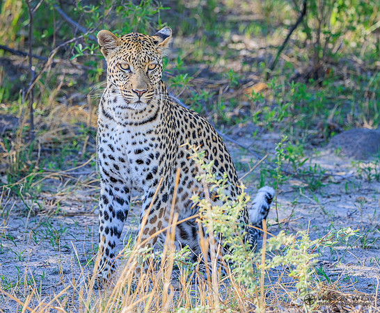 Leopard