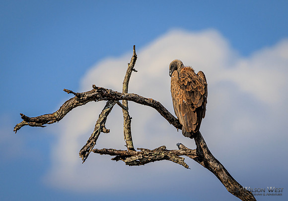 White-backed Vulture