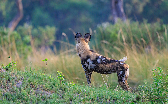 African Wild Dog