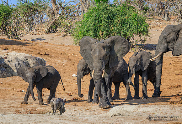 Elephant