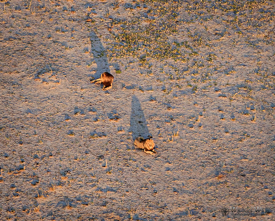 Okavango Delta Helicopter, Lions