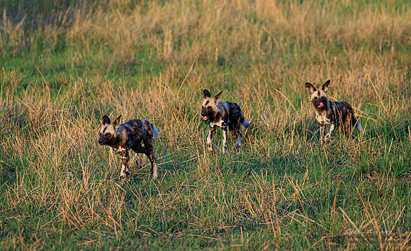 African Wild Dog