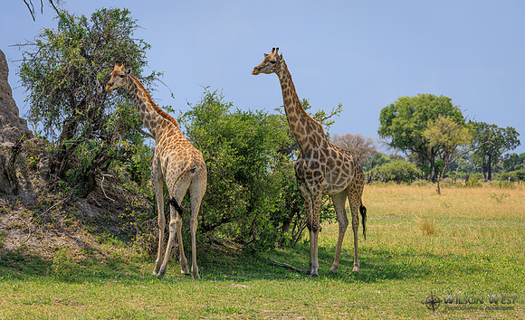 Giraffe