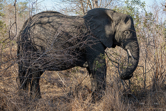 Elephant