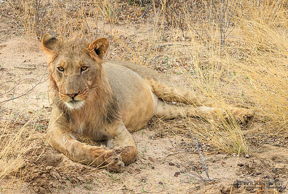 Lion