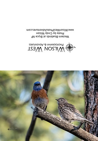 Birds - Western Bluebirds - 2