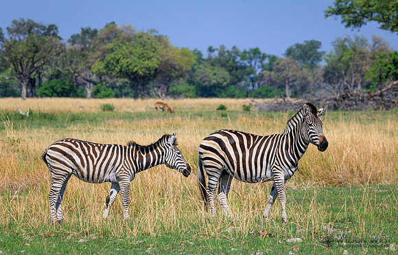 Burchell's Zebra