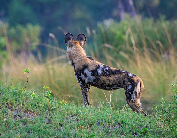 African Wild Dog