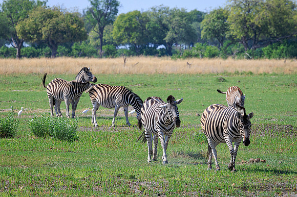 Burchell's Zebra