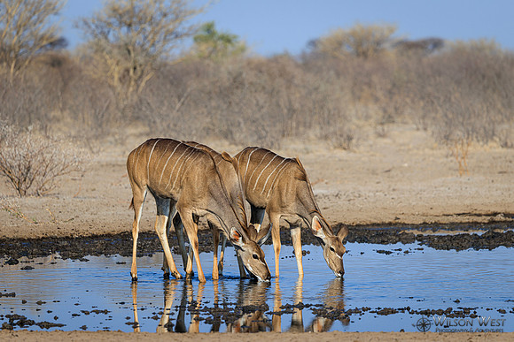 Greater Kudu