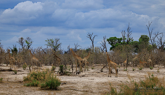 Giraffe