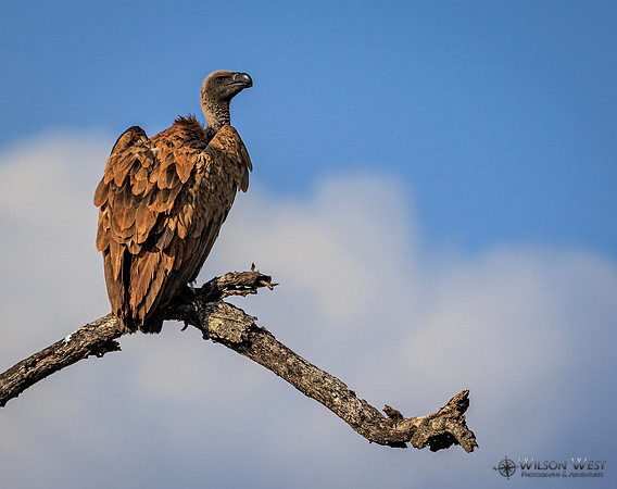 White-backed Vulture